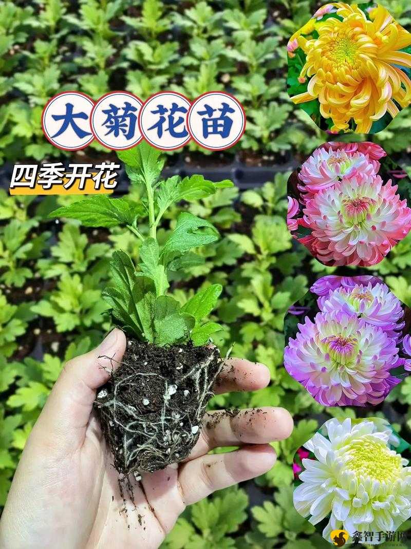 深度解析吧友原创沙王攻略：如何成为令人胆寒的菊花杀手