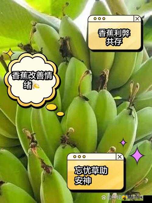 香蕉和忘忧草对焦虑的影响成片已正式发布：焦虑不再可怕