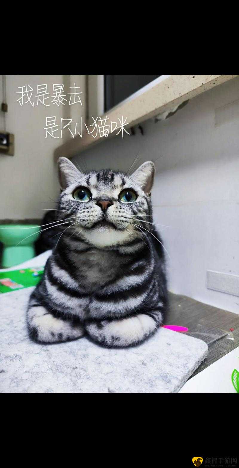 猫遇玩家改名秘法——共创萌趣猫命奇缘