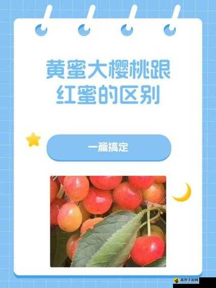 黄蜜大樱桃与红蜜的区别-品种特点解析