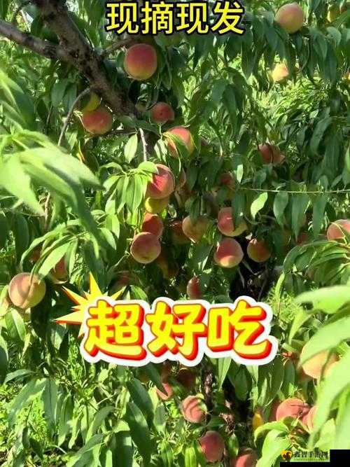 SKINFOOD 蜜桃视频：探索甜蜜与美好