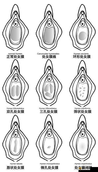 处破女处破全过第一次全过程详细解读