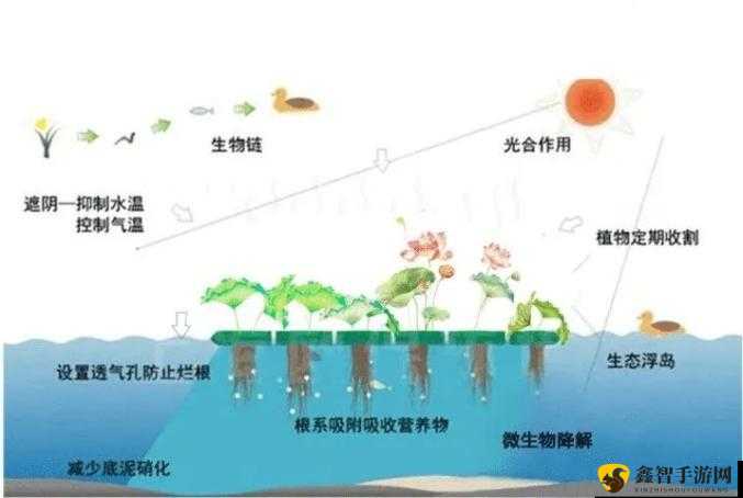 沼泽元素生物植物：缺氧环境的生态探秘