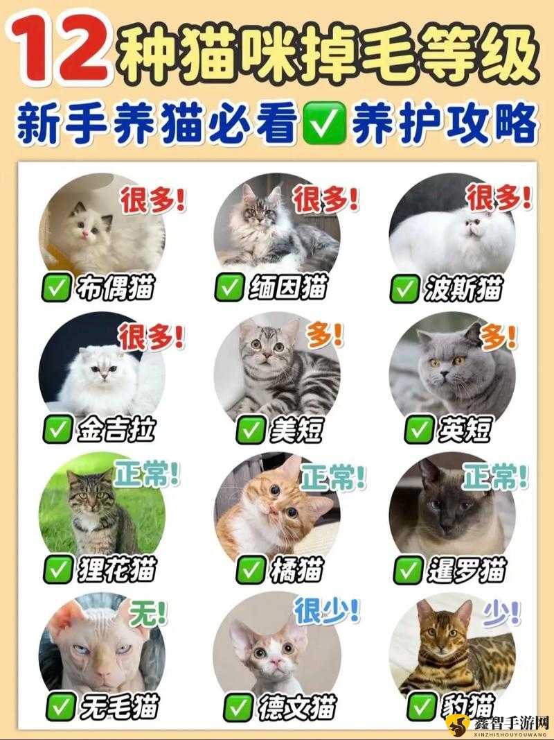 猫咪大作战新手入门攻略：快速掌握游戏技巧