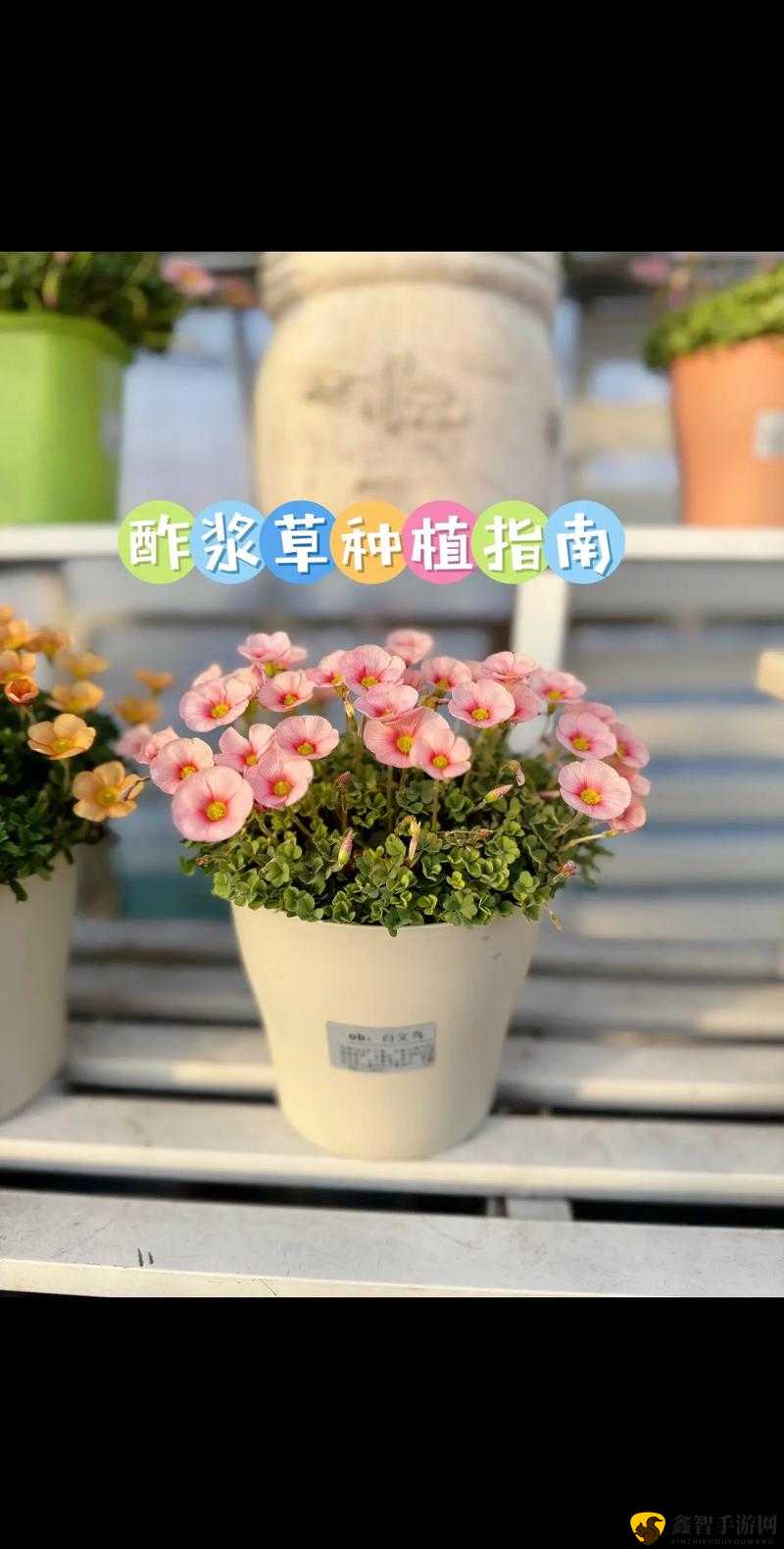 《织梦森林》花卉研究指南