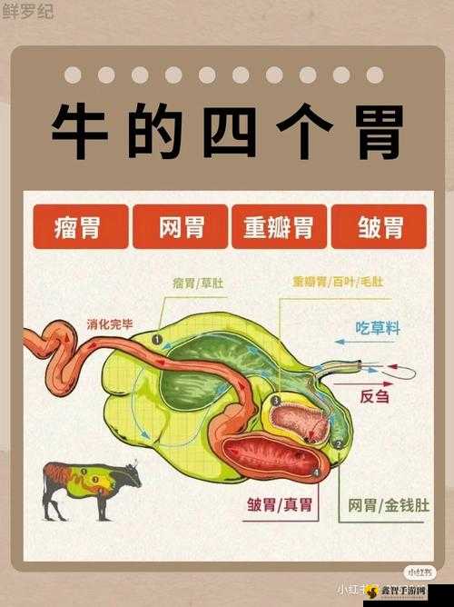 牛百叶是牛的什么部位：美食探秘